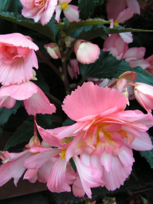 Picture of Begonia - Chanson Bicolour Pink & White F1